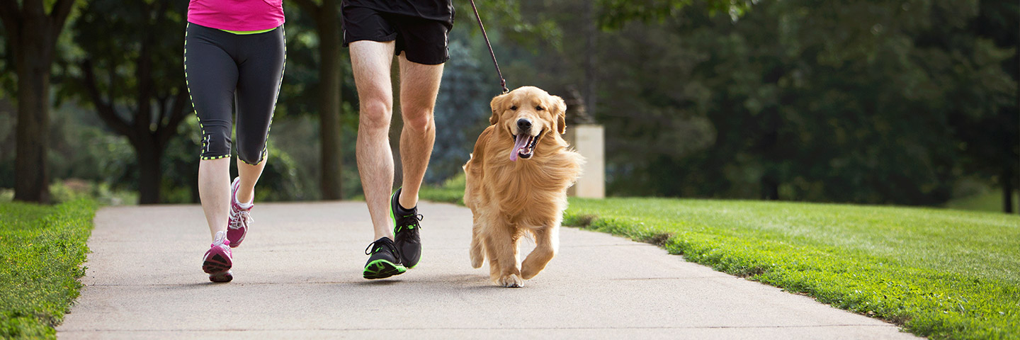 DogWatch of the Old Dominion, Warrenton, Virginia | Electronic Dog Training Collars Footer Image Image