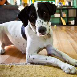 DogWatch of the Old Dominion, Warrenton, Virginia | Indoor Pet Boundaries Contact Us Image