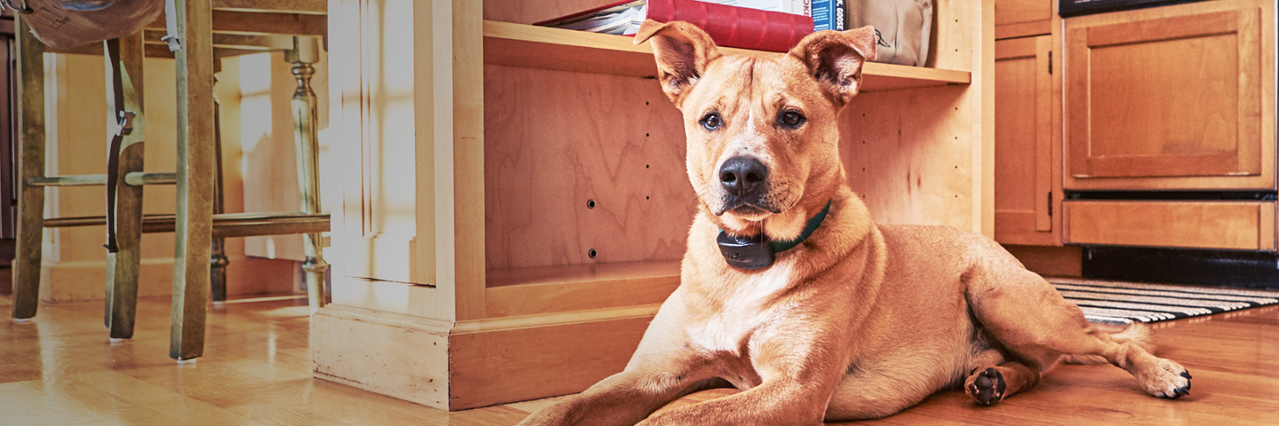 DogWatch of the Old Dominion, Warrenton, Virginia | Indoor Pet Fences Slider Image