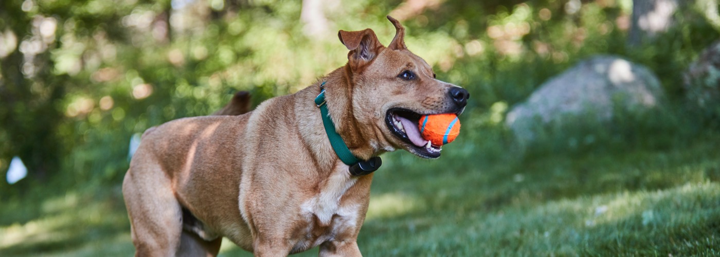 DogWatch of the Old Dominion, Warrenton, Virginia | ProFenceX Slider Image